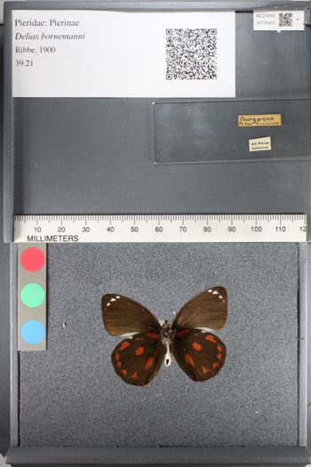 Media type: image;   Entomology 131671